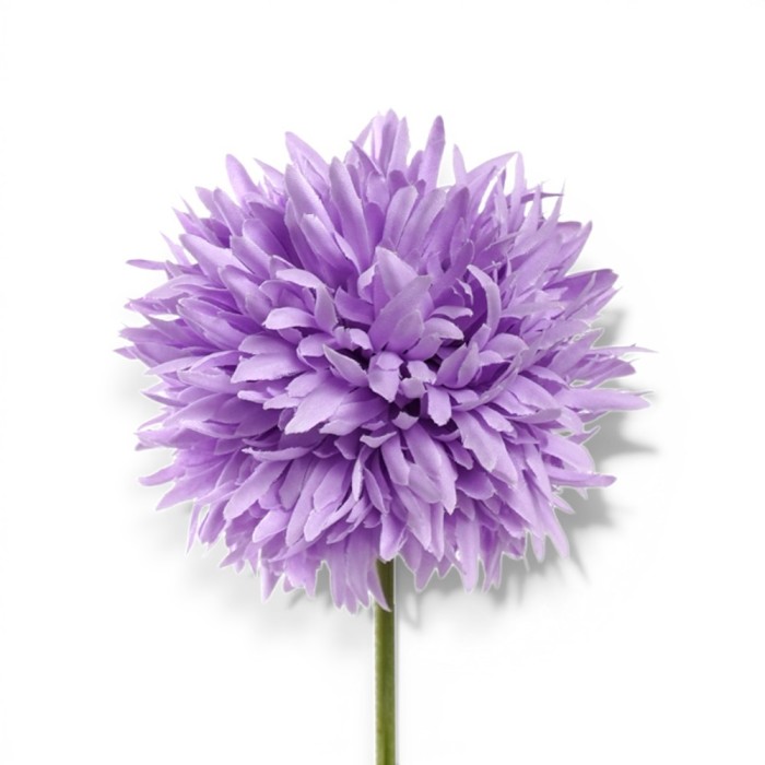 ALLIUM CM.45 PURPLE
